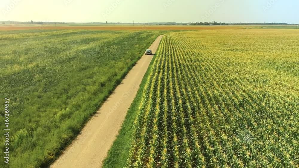 aerial view of car passing on village road near green cornfields in summer aerial view of car passing on village road near green cornfields in summer