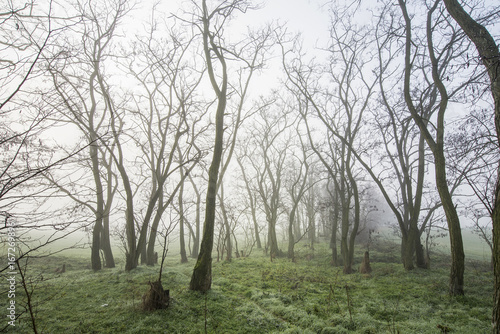 Forrest early morning in fall in fog with the dew