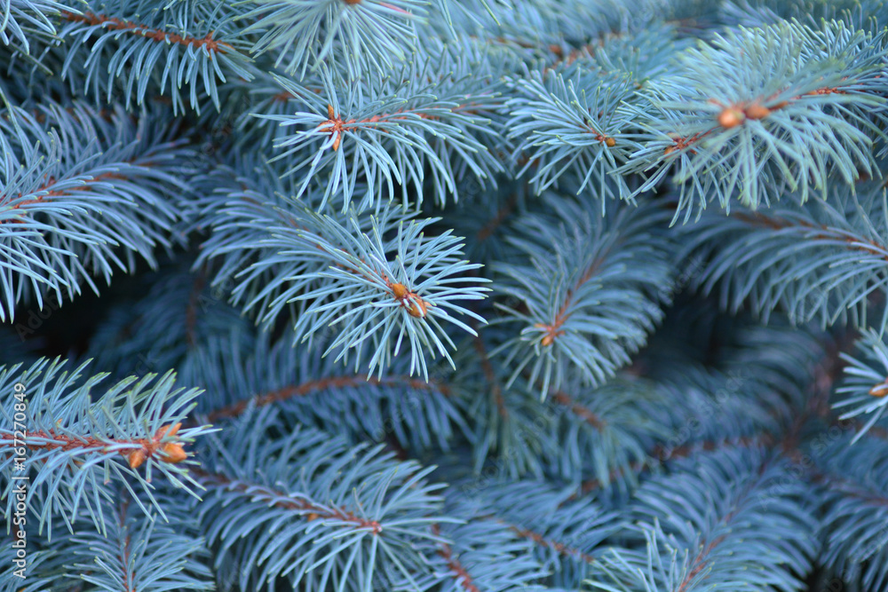 The background of a rare and beutiful blue Christmas tree to design a New year or Christmass decoration.