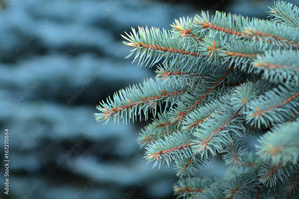 The background of a rare and beutiful blue Christmas tree to design a New year or Christmass decoration. The background of a rare and beutiful blue Christmas tree to design a New year or Christmass decoration.