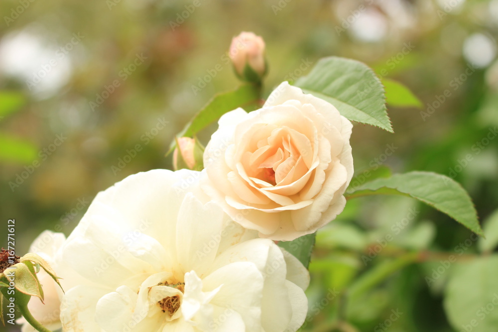 Rose in a Secret Garden Rose in a Secret Garden