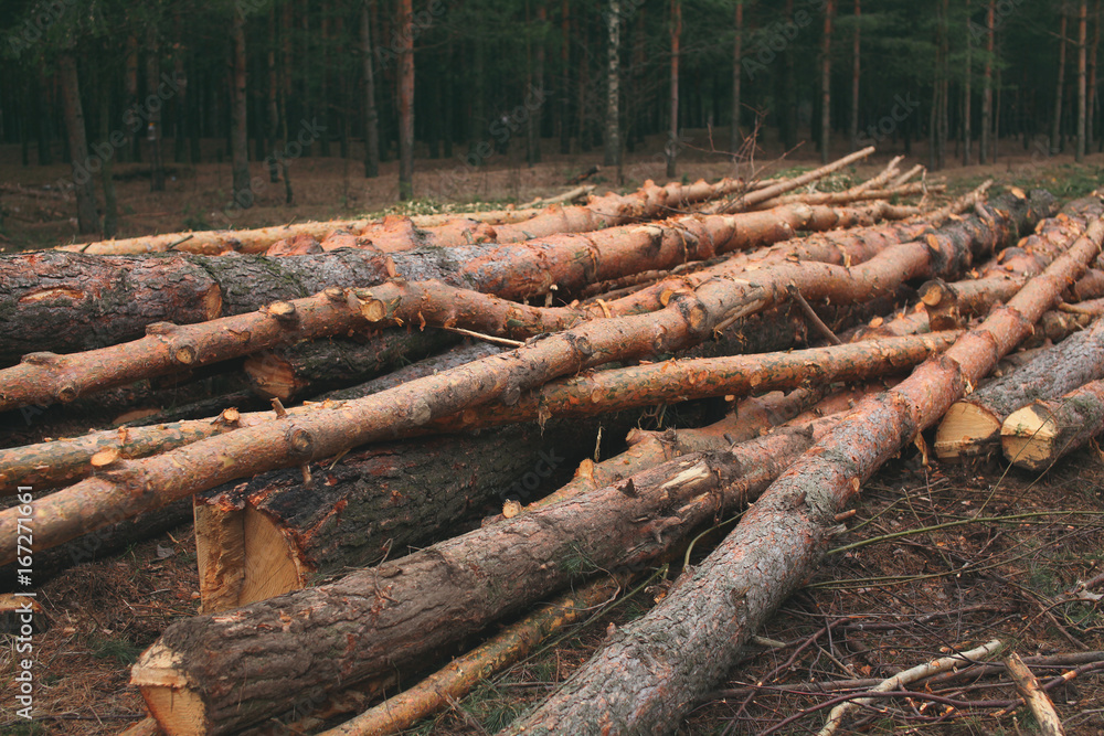 Environment, nature and deforestation forest - felling of trees in woods Environment, nature and deforestation forest - felling of trees in woods