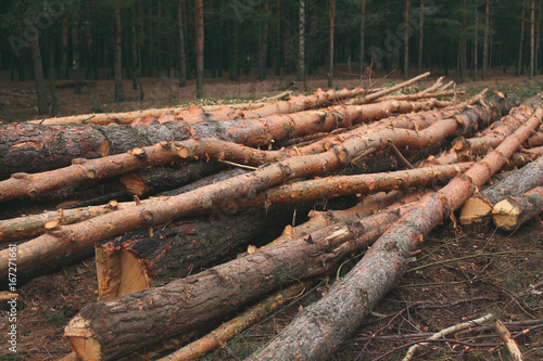 Environment, nature and deforestation forest - felling of trees in woods