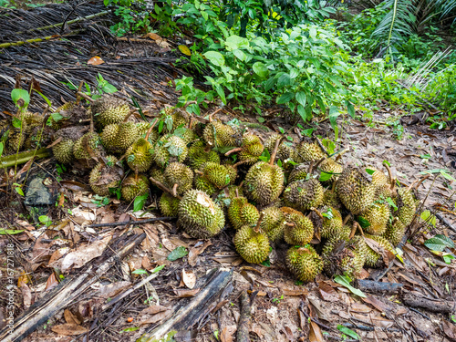 durian harvest
