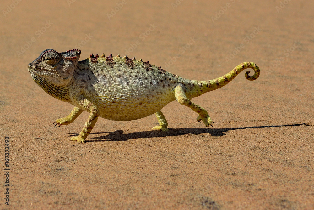 Naklejka premium Namibia namib desert chameleon