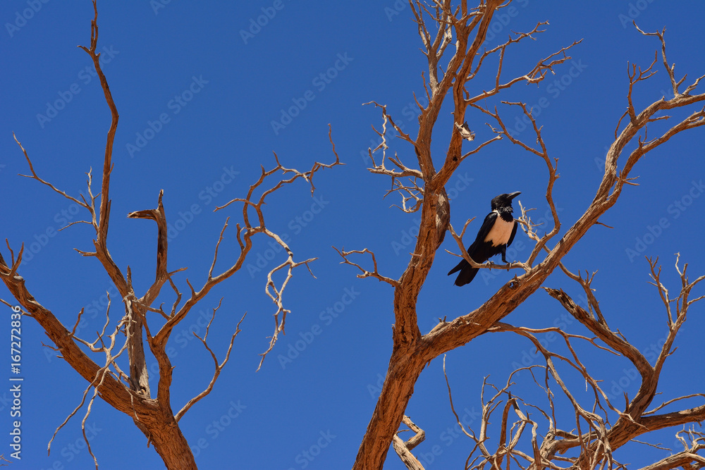 Namibia namib desert sossusvlei dead tree bird Namibia namib desert sossusvlei dead tree bird
