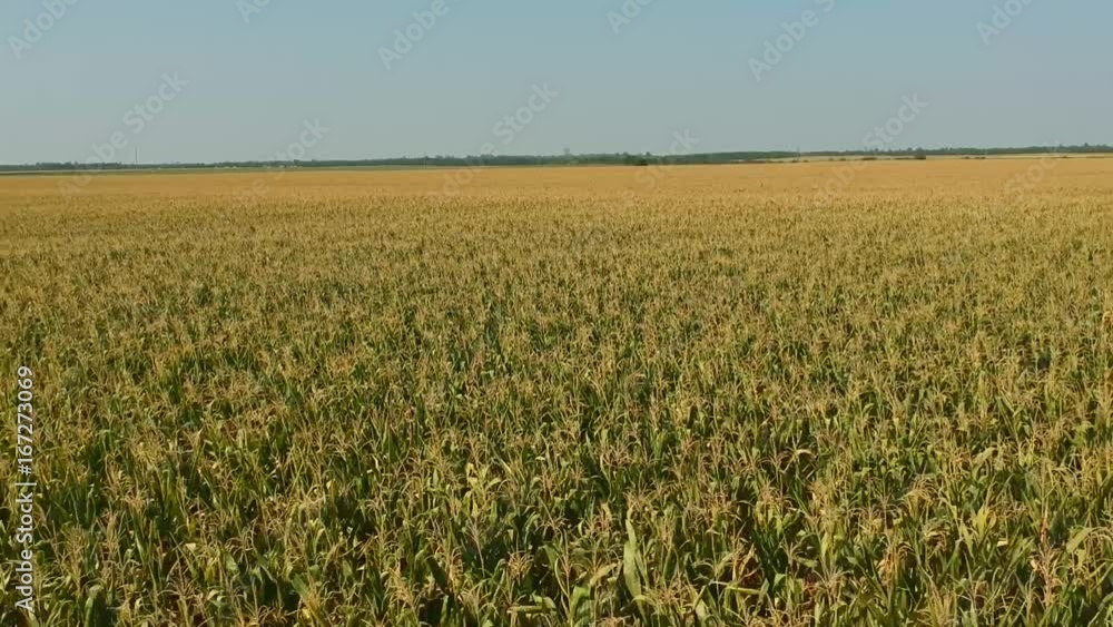 aerial fly over a green corn fields with blue sky aerial fly over a green corn fields with blue sky