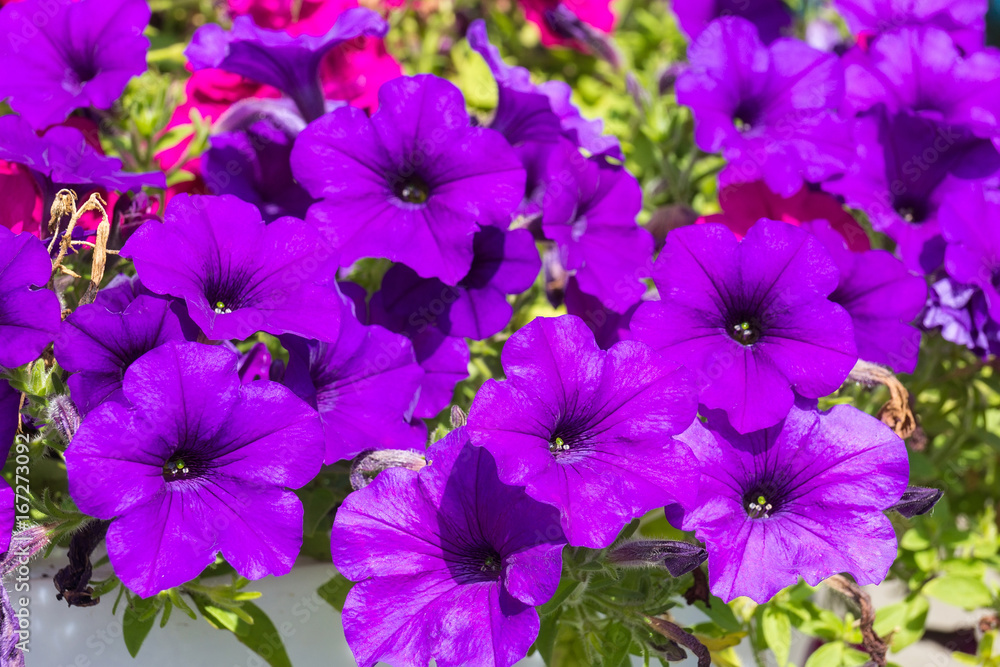 Beautiful purple petunia Beautiful purple petunia