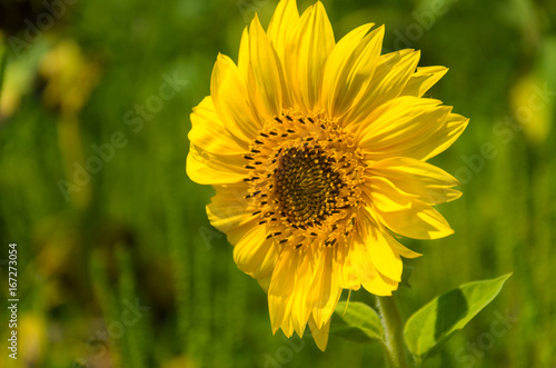 Beautiful bright yellow sunflower
