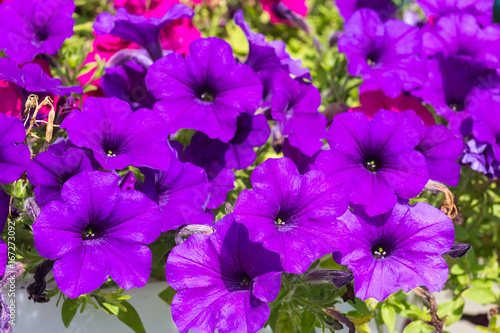 Beautiful purple petunia