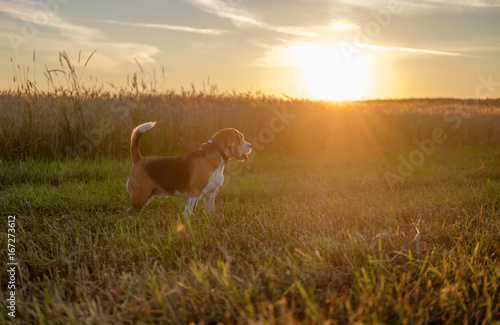 Beagle dog at sunset on a walk