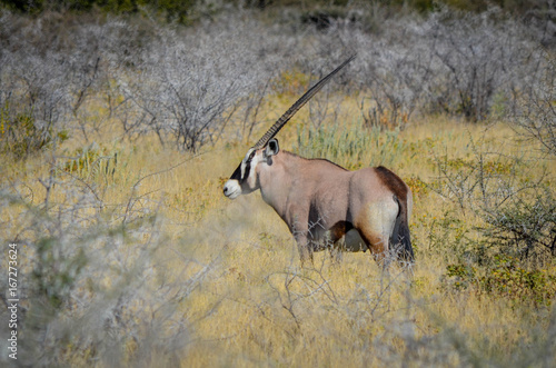 Oryx Antilope