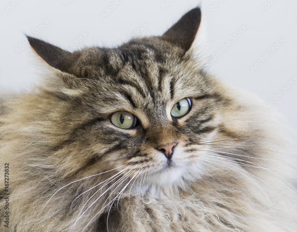 Long haired cat of siberian breed, male