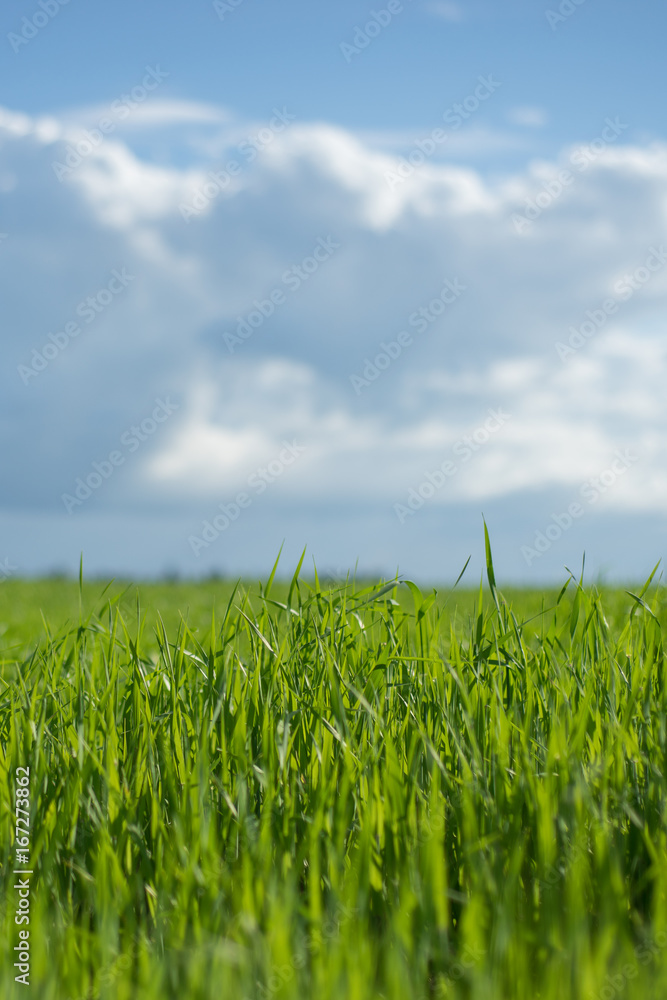 Fototapeta premium Sky and grass background, fresh green fields under the blue sky in summer
