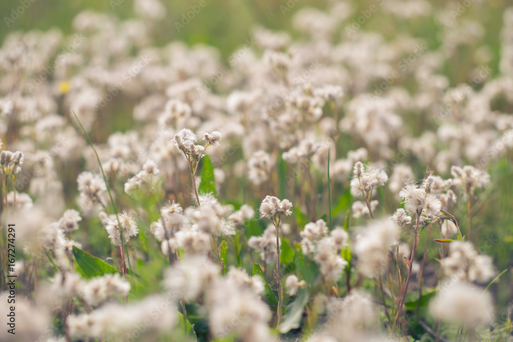 Field of wild, white dandelions in summer. Field of wild, white dandelions in summer.
