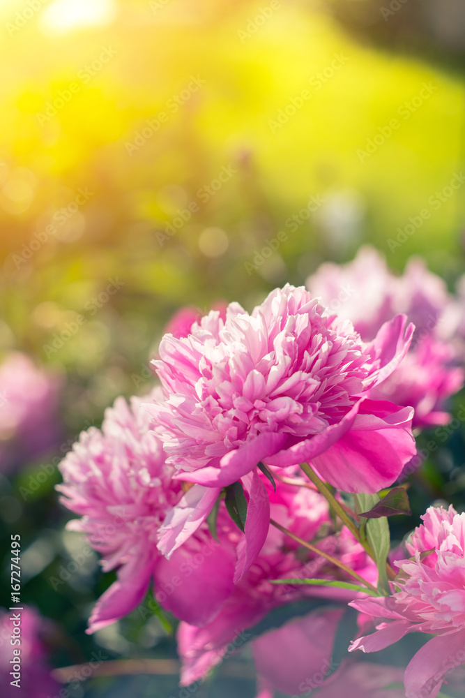 Beautiful pink peonies on a sunny green bokeh background.