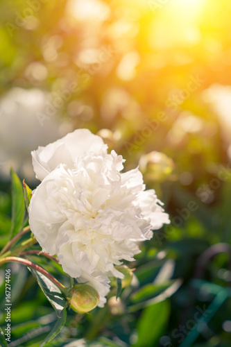 Beautiful white peonies on a sunny green bokeh background. photo