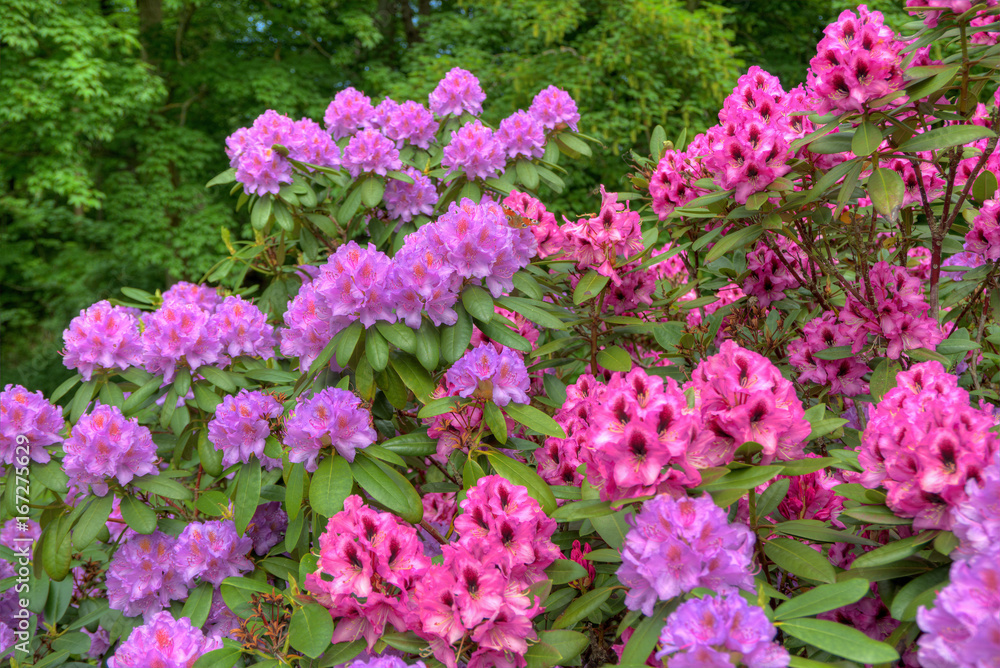 Rhododondrons Rhododondrons