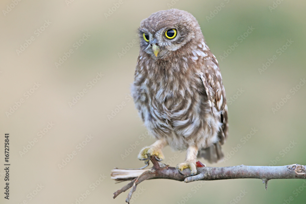 Little owl on branch Little owl on branch