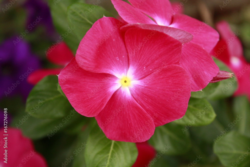 Fototapeta premium flower