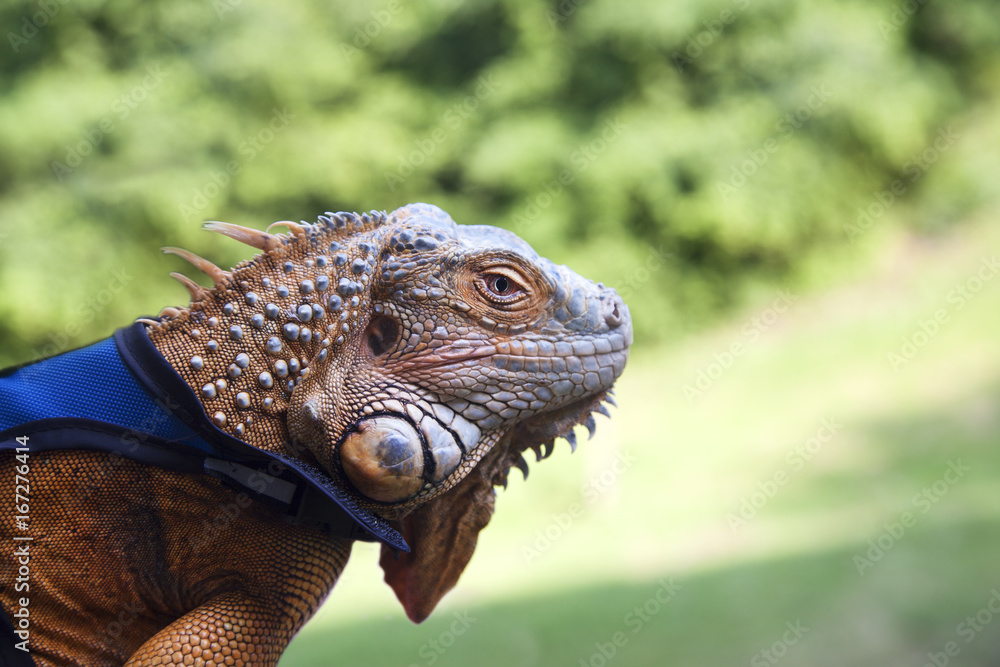 Obraz premium iguana