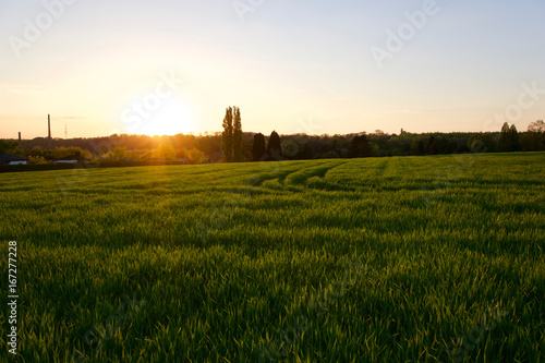 Grass on the field during sunset. Agricultural landscape in the summer time
