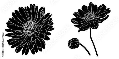 Graphical black daisy flower illustration. Vector illustration.