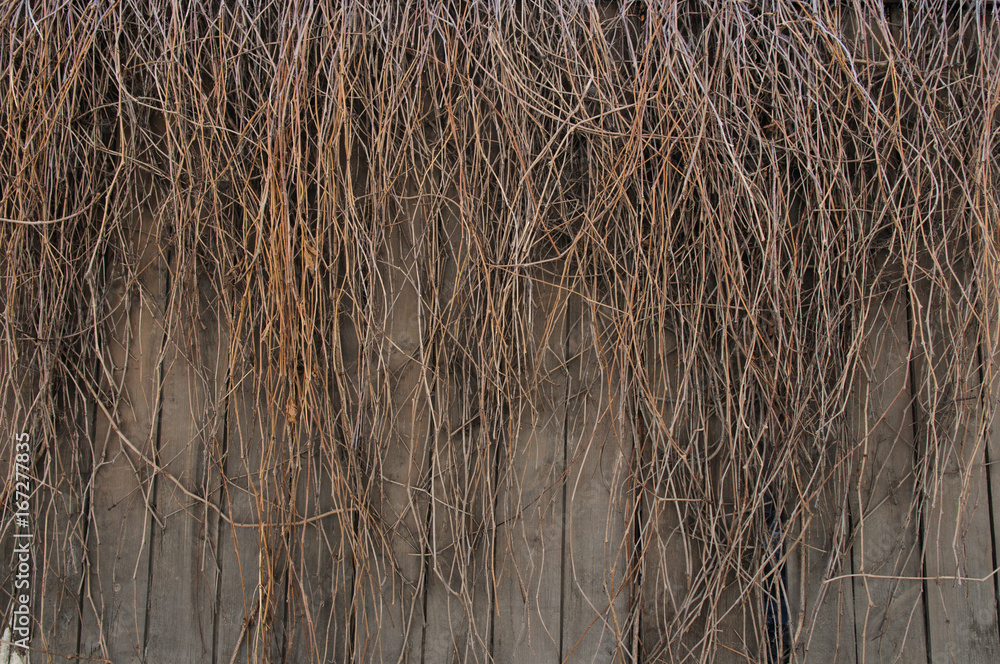 Fototapeta premium Brown wood floor texture background.