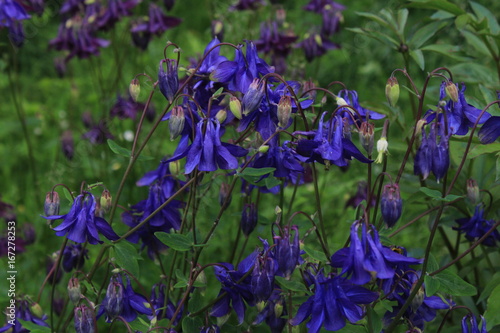 Blue aquilegia