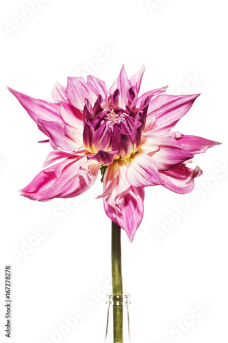 Fototapeta Naklejka Na Ścianę i Meble -  Dahlie / Dahlienblüte vor weissem Hintergrund