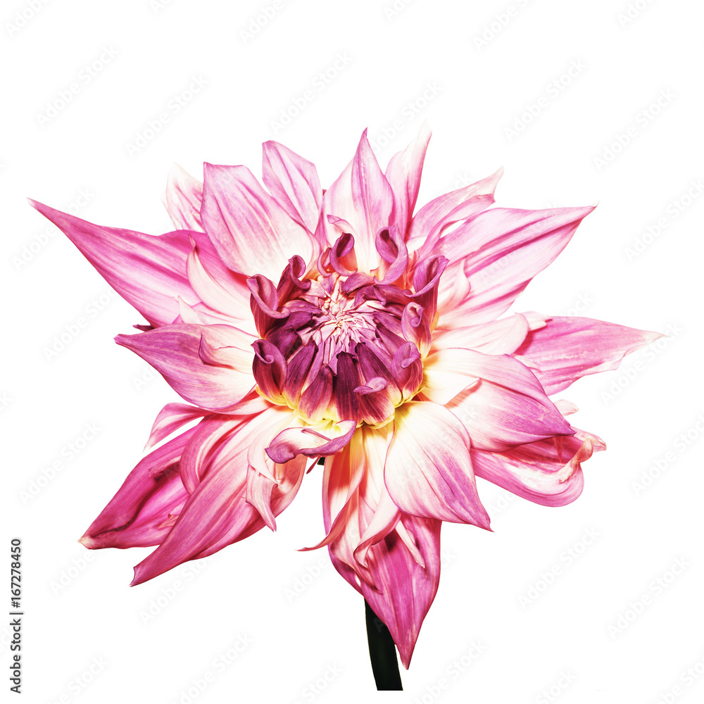 Fototapeta premium Dahlie / Dahlienblüte vor weissem Hintergrund