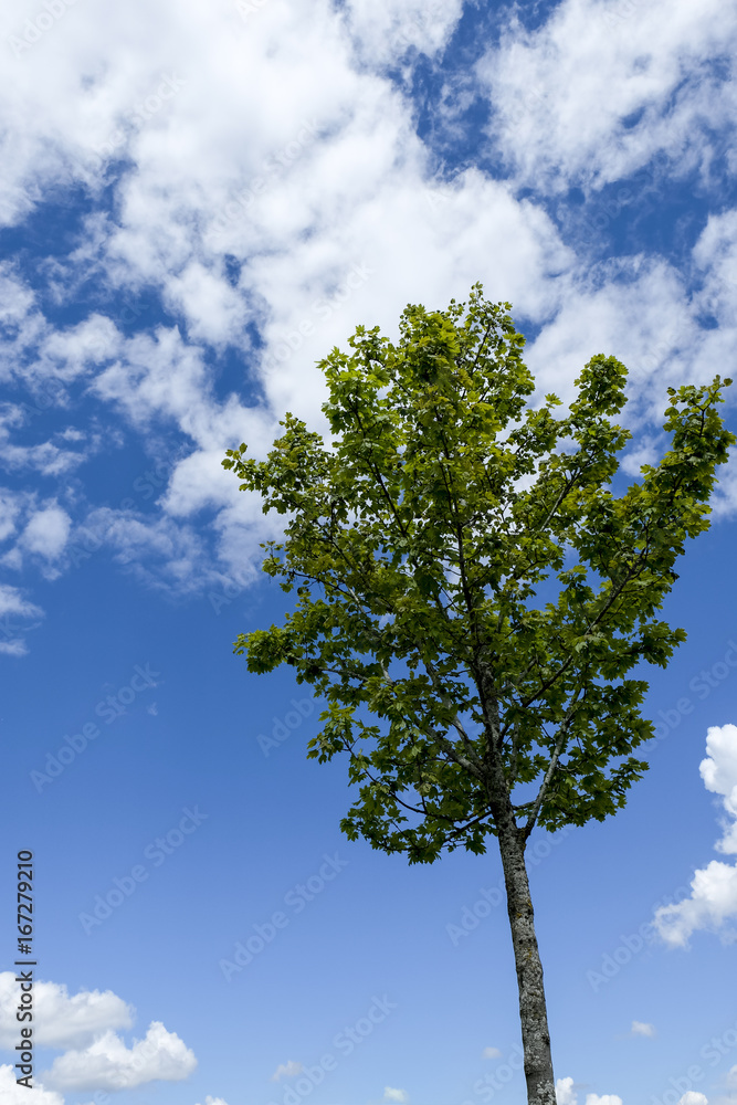 Fototapeta premium Single tree with blue sky in the background