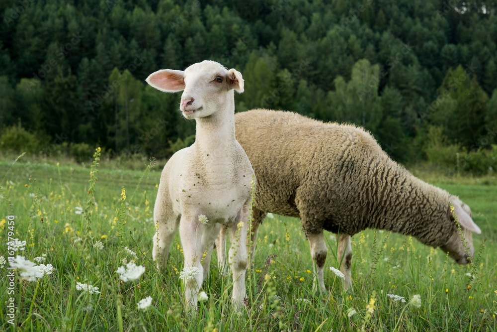 Lamb and sheep on meadow. Slovakia Lamb and sheep on meadow. Slovakia