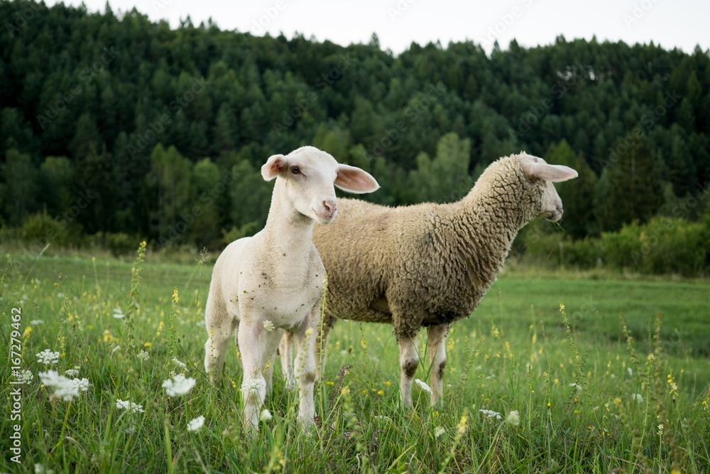 Fototapeta premium Lamb and sheep on meadow. Slovakia