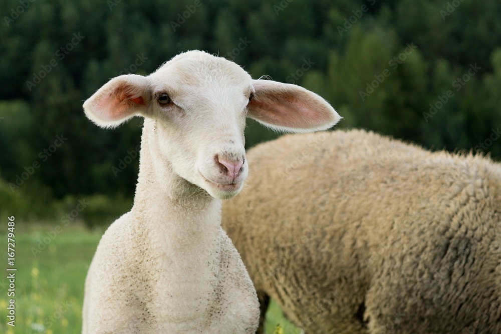 Obraz premium Lamb and sheep on meadow. Slovakia