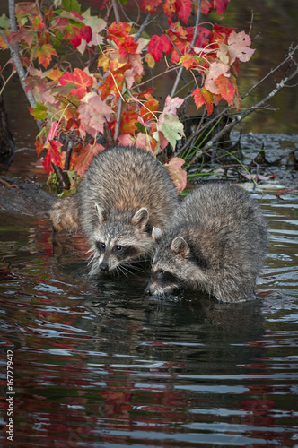 Two Raccoons (Procyon lotor) Noses Together
