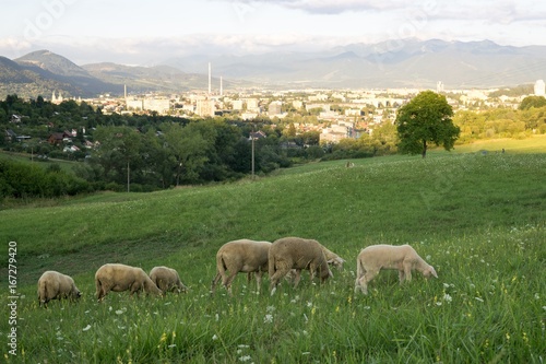 Sheep on the meadow with town background. Slovakia © Valeria
