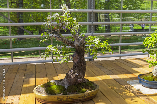 Mahaleb cherry - Bonsai in the style of "Straight and free".