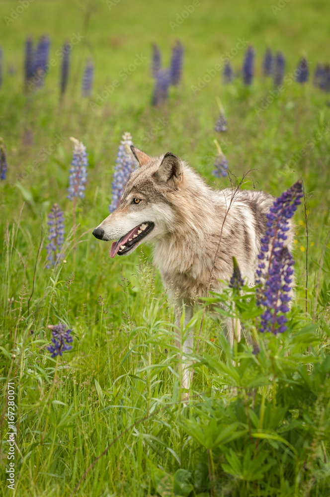 Fototapeta premium Grey Wolf (Canis lupus) Pants