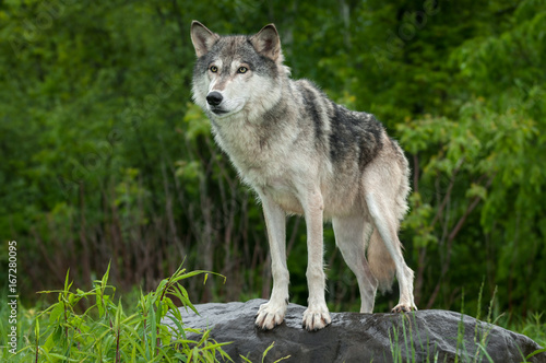 Grey Wolf  Canis lupus  Stands on Rock