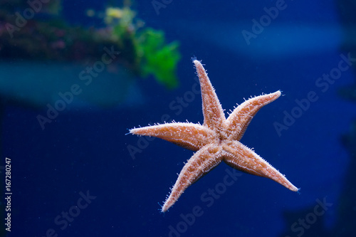 Starfish, seaquarium © Alexey