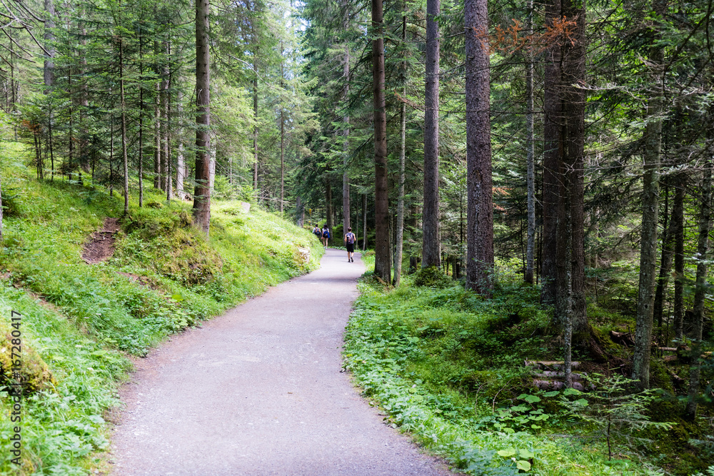 Obraz premium Hiking path through the forest