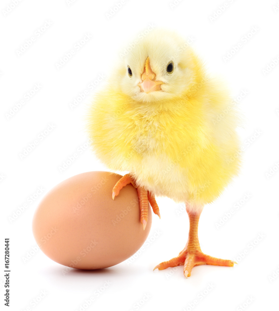 chicken and egg