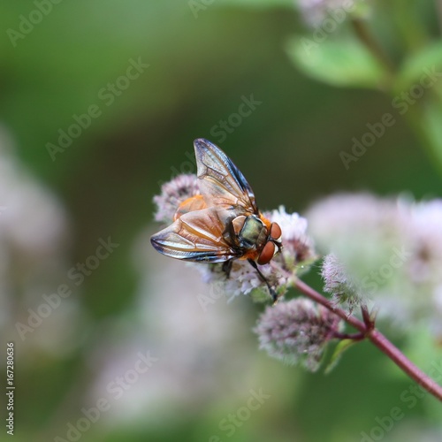 Macro-insectes 7
