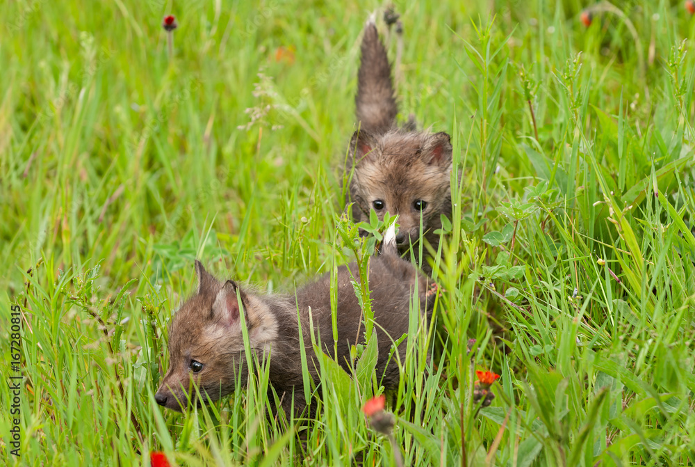Red Fox (Vulpes vulpes) Kits in Grass Red Fox (Vulpes vulpes) Kits in Grass