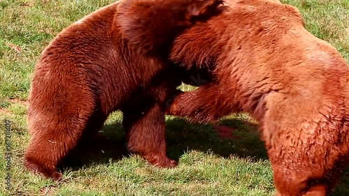 Bears fighting in nature reserve