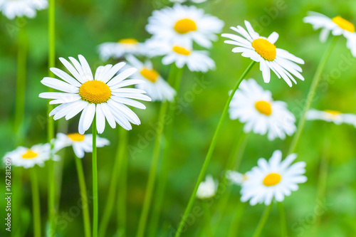 Chamomiles flowers, natural summer photo