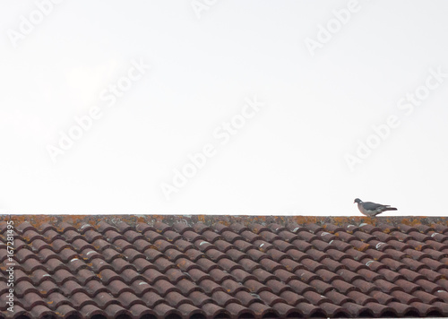 a pigeon resting on a house roof top at sun set