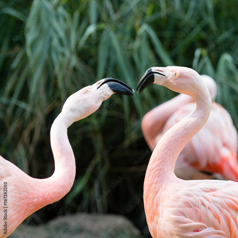 Fototapeta premium Flamingo