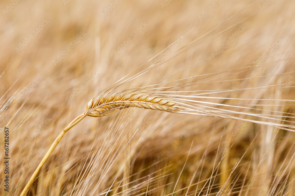 Golden ears of wheat on the field. Golden ears of wheat on the field.
